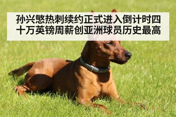 孙兴慜热刺续约正式进入倒计时四十万英镑周薪创亚洲球员历史最高
